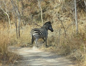 A "zebra crossing"