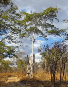 Tree grown around another tree
