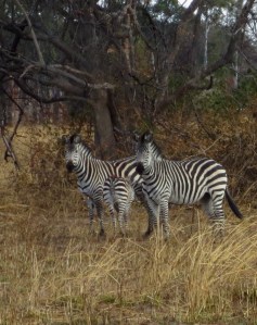 And baby makes three...