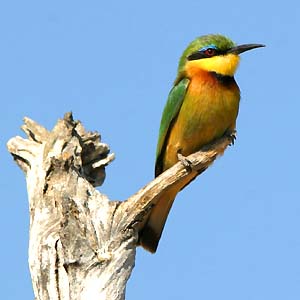 Bee-eater_Lit-Jy05Mahango-w
