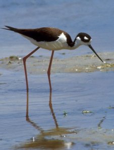 black_necked_stilt_small