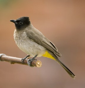 Dark-capped Bulbul WT09216
