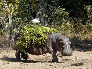 hippo-nile-cabbage