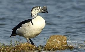 Knob billed duck