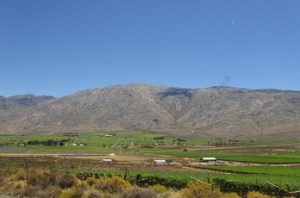 SA-premier-vineyard2