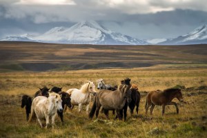 Wild Icelandic Horses